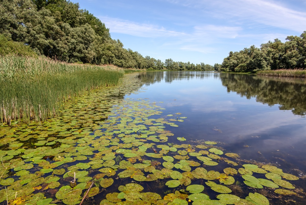 Zoetwaternatuur in Nederland